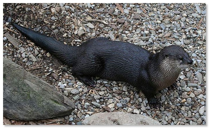 Northern River Otter
