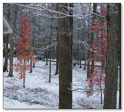 Trees with a bit of color remaining.